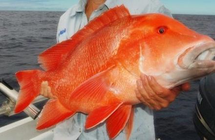 FISHING - Rockhampton & Yeppoon FISHING - Rockhampton & Yeppoon