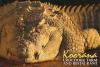 KOORANA CROC PARK - Yeppoon KOORANA CROC PARK - Yeppoon