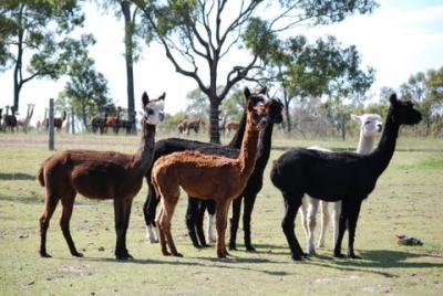 Herd the news? Australian alpaca numbers near 400,000 after baby boom, Rural Australia