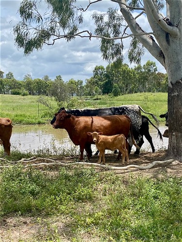 Betty & Heiffer Calf Bamba