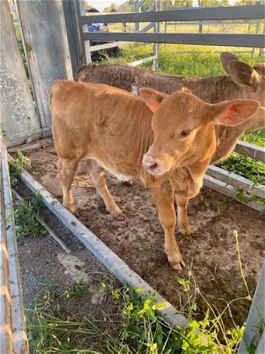 Heiffer Calf Bamba