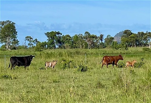 Betty & Heiffer Calf Bamba