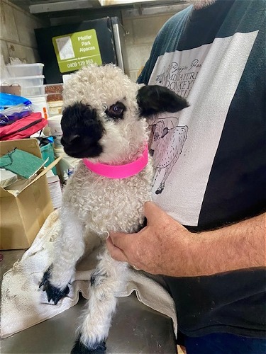 Daisy as a new born lamb