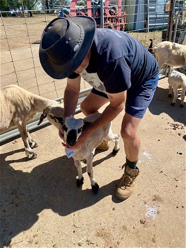 Daisy after shearing late last year