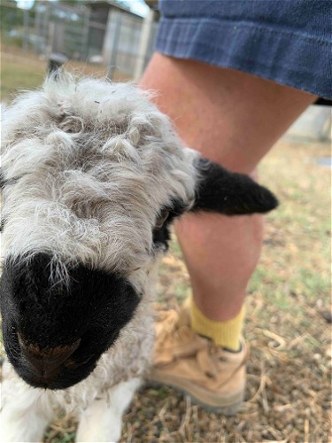 Destiny as a new lamb