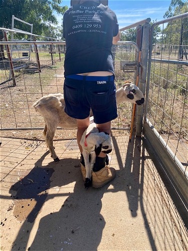 Destiny after shearing late last year