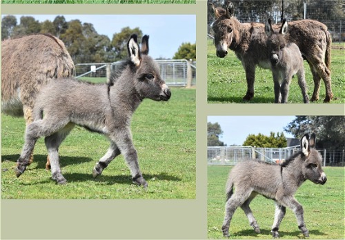 Reuben's Dam and him as a foal