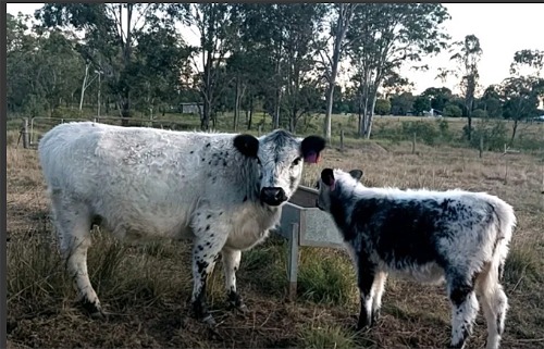 Missy with her Dam
