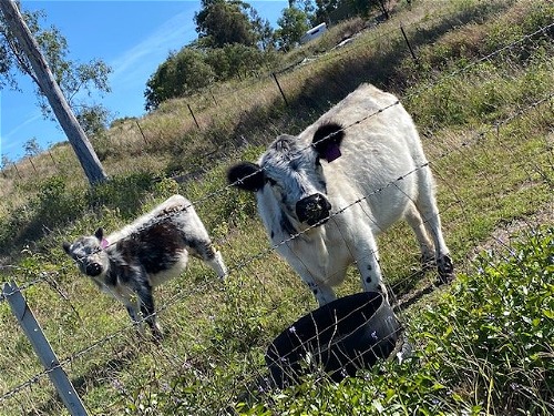 Missy with her Dam on the right
