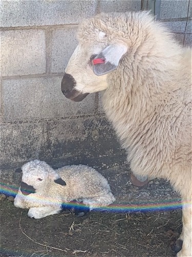 2024 Lamb Calvin