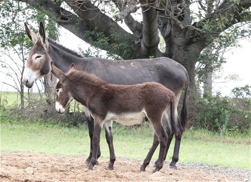 Cara Foal